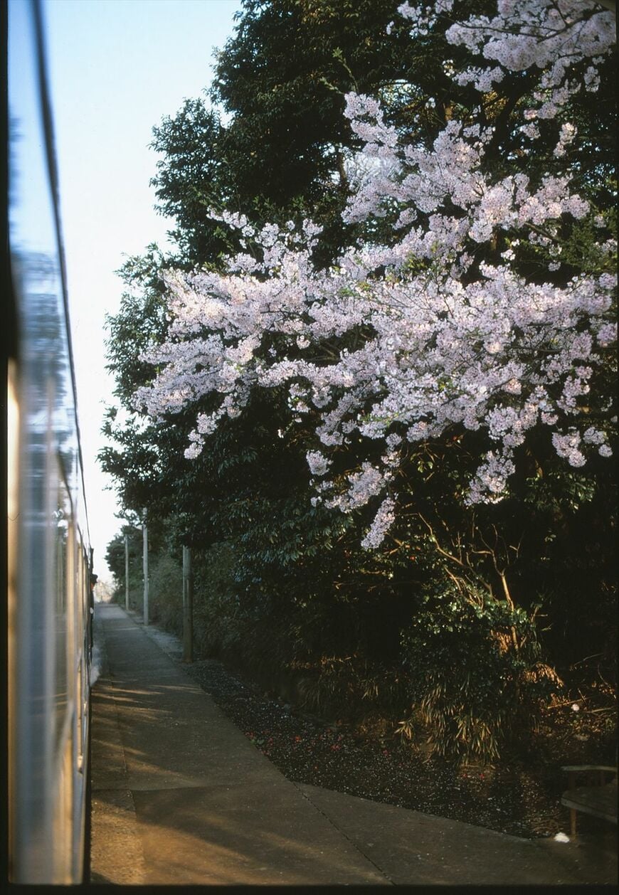 普通「山陰」の桜咲く車窓風景（撮影：南正時）