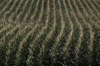 ｢TPP離脱｣にアメリカの農業団体が反発 輸出の先行きを懸念