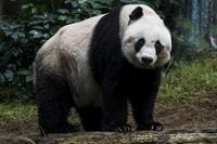 世界最高齢｢38歳の飼育パンダ｣が安楽死