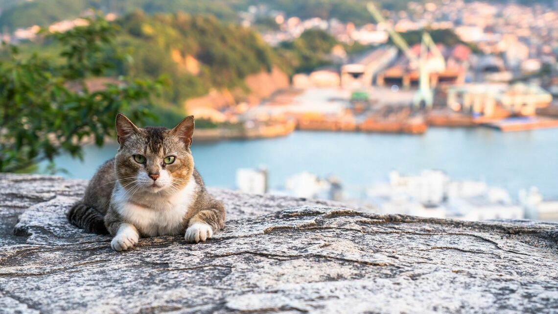 寄り道も 猫 にはすべてお見通し すごい嗅覚 ペット 東洋経済オンライン 社会をよくする経済ニュース