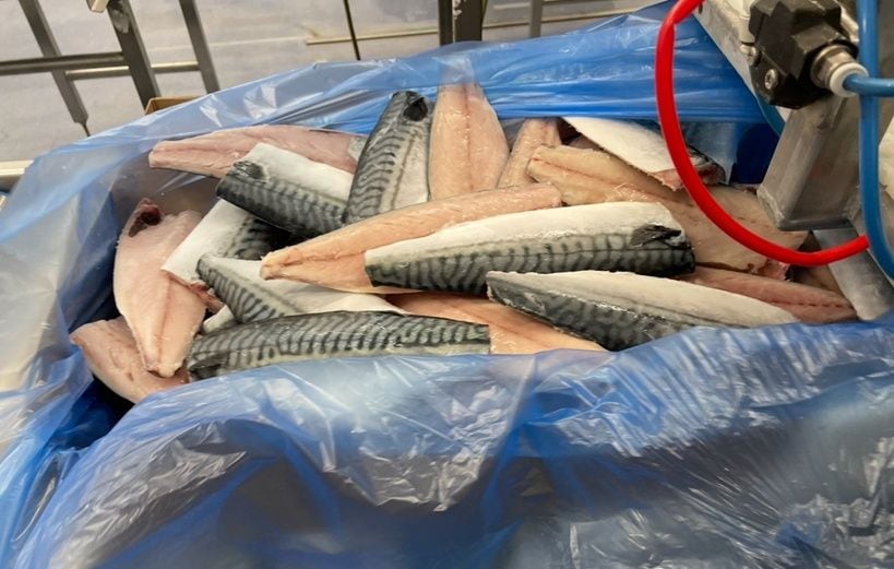 ノルウェーでのサバの現地加工（写真：筆者提供）