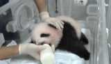 保育器内で哺乳瓶からミルクを飲む雄、9月6日（75日齢）。画像は動画からの切り出し（画像：公益財団法人東京動物園協会提供）