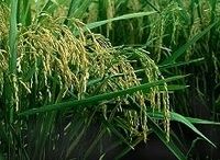 投資家には魅力的か？　コメ先物市場の前途