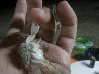 香港で、カニに噛まれて考えたこと 勇気溢れるカニに尽くした、最大限の礼儀