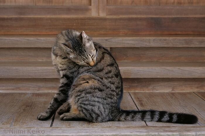 美味しいごはんのにおいは、肩甲骨あたりに保存しよう