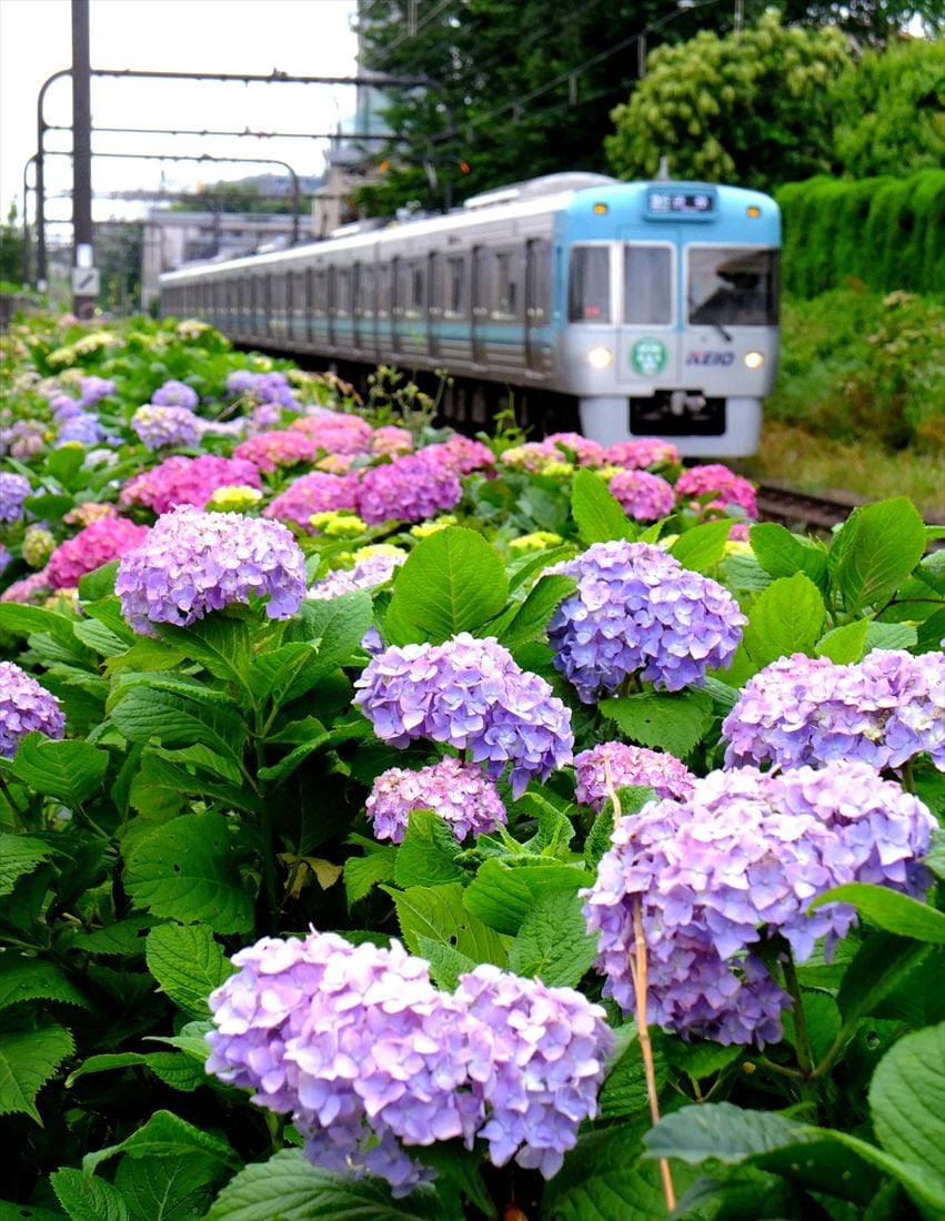 浜田山駅付近もアジサイの名所だ（撮影：南正時）