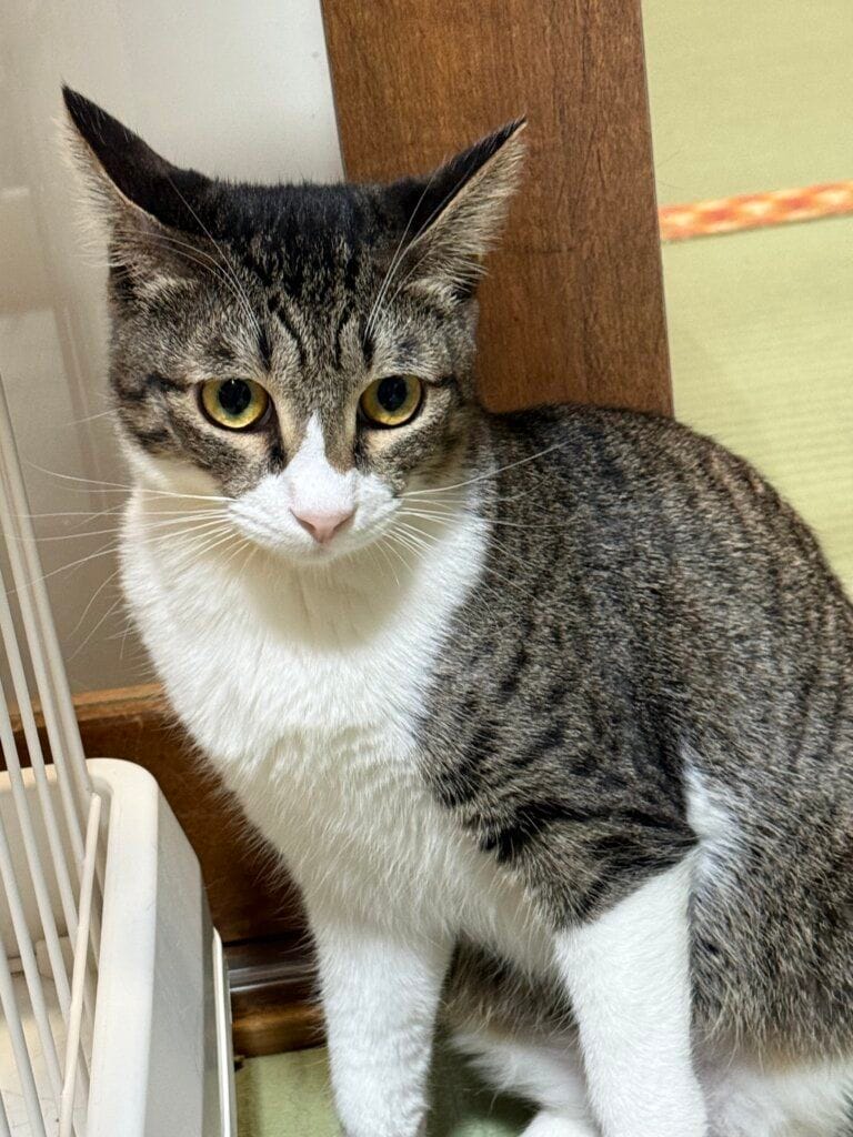 猫