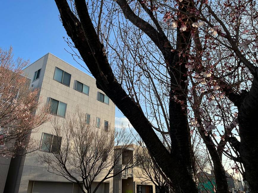 桜のロケ地