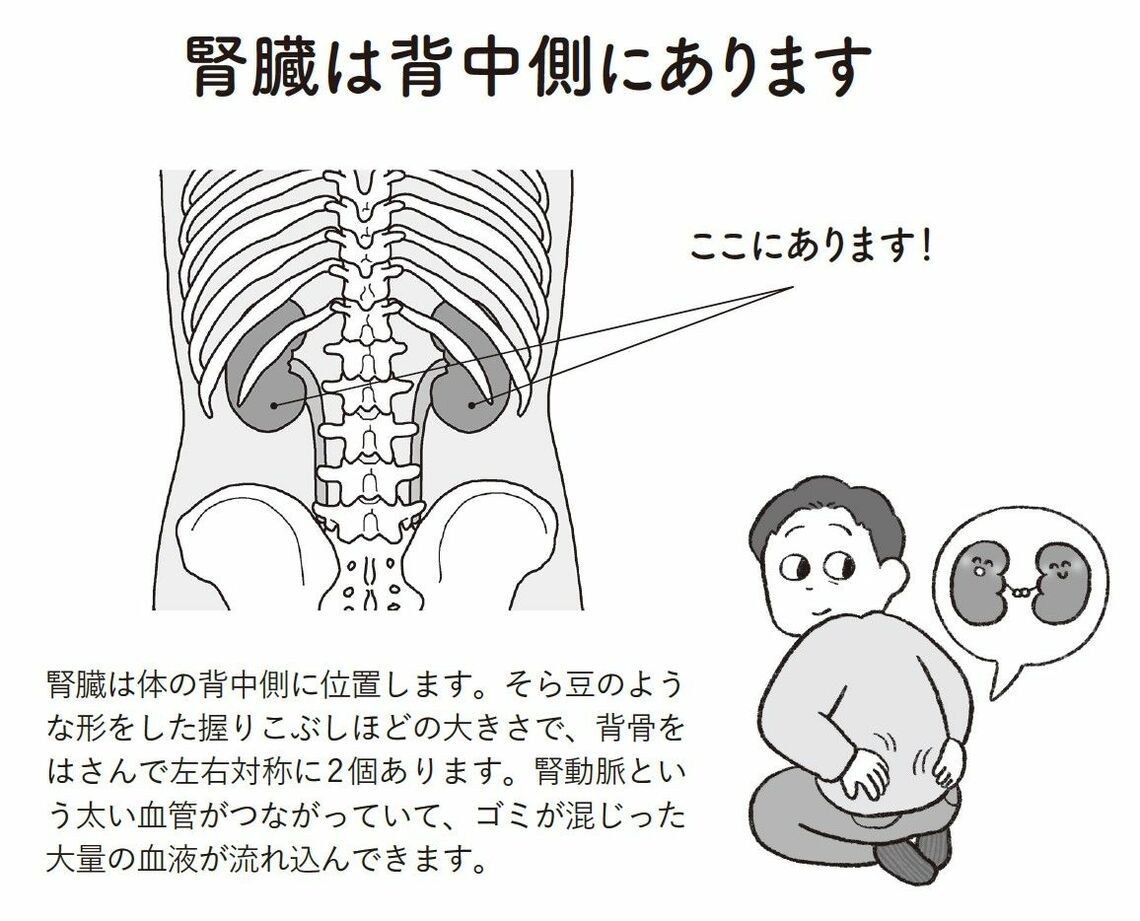 （出所：『腎機能を自力で強くする 弱った腎臓のメンテナンス法』より）