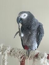 キクノスケくんは、言葉と行動/状況を紐づけて覚えている（写真提供：カマタさん）