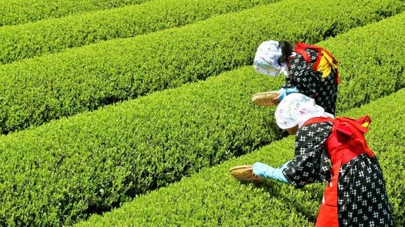 茶畑で茶摘みをする茶娘2人