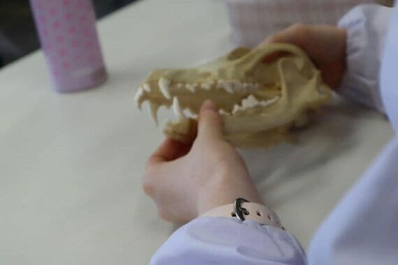 筑波大学附属視覚特別支援学校の「さわる授業」