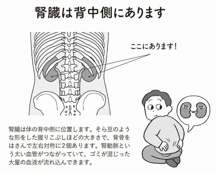 （出所：『腎機能を自力で強くする 弱った腎臓のメンテナンス法』より）