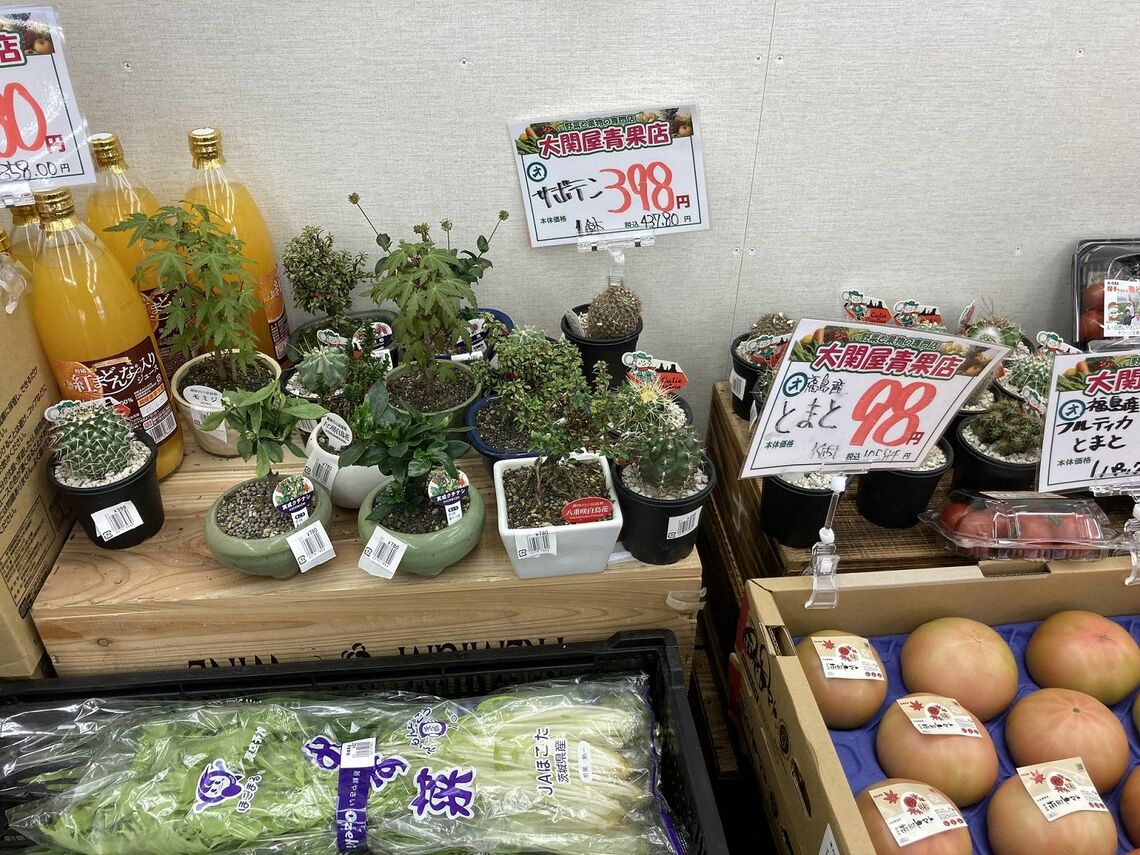 少ない品揃えの中に鉢植えが並ぶほっこり感も（写真：筆者撮影）