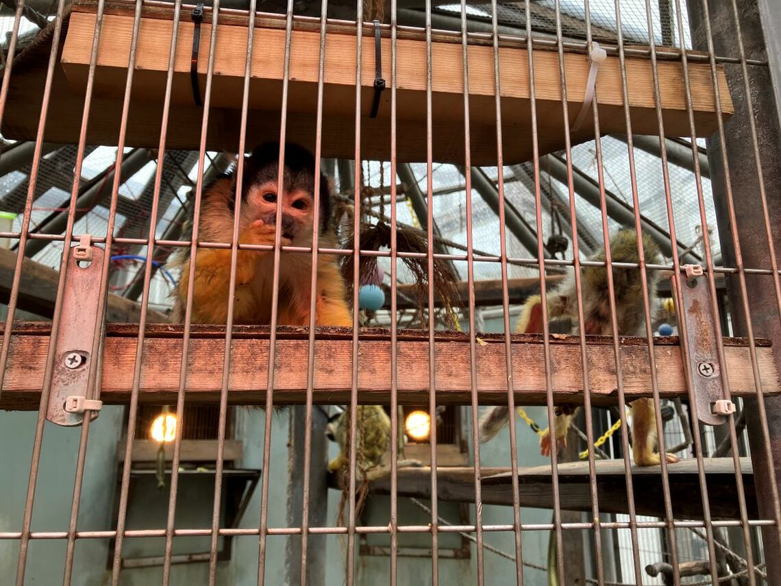 ボリビアリスザル