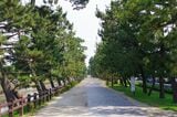「草加松原団地」の由来となった日光街道の松並木。昭和後期に現在のような遊歩道が整備された（筆者撮影）