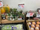 少ない品揃えの中に鉢植えが並ぶほっこり感も（写真：筆者撮影）