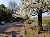野川沿いの歩道に咲く桜（提供：コマツさん）