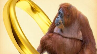 ソロモンの指環と人間の本能