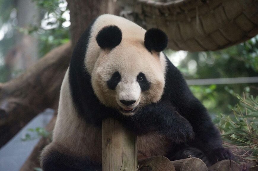 シンシン。2015年10月10日撮影（写真：高氏さん提供）