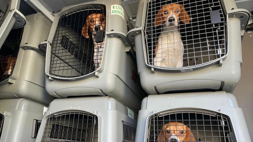 繁殖所からレスキューセンターに移送されたビーグルたち（写真：Sue Bell／Homeward Trails Animal Rescue via The New York Times）