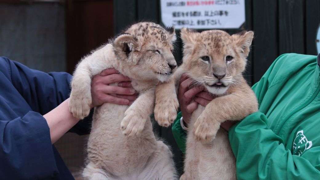 34歳 触れ合える 動物園を処す男の快活人生 非会社員 の知られざる稼ぎ方 東洋経済オンライン 社会をよくする経済ニュース