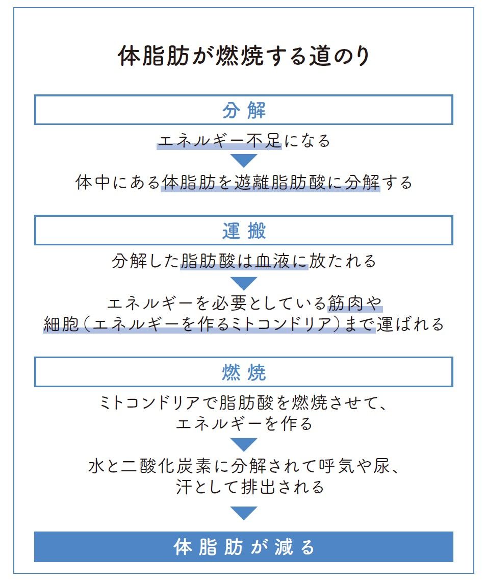 （出所：『筋肉をつけて脂肪を減らす やせるしくみ化』より）