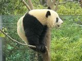 シャンシャンの弟、シャオシャオは上野動物園の西園パンダ舎にいる。2022年10月28日（筆者撮影）