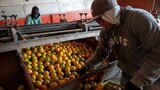 ブラジル・サンパウロ州の加工用オレンジの産地。昨今は天候不順の影響を受けることが多くなっている（写真：Patricia Monteiro/Bloomberg）