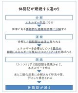 （出所：『筋肉をつけて脂肪を減らす やせるしくみ化』より）