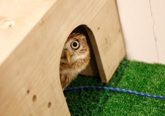 Life's no hoot for owls in Tokyo cafes, activists say