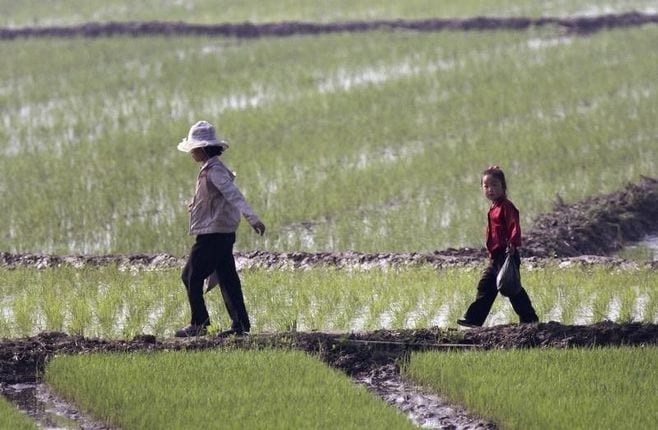 北朝鮮の干ばつ､過去100年で最悪