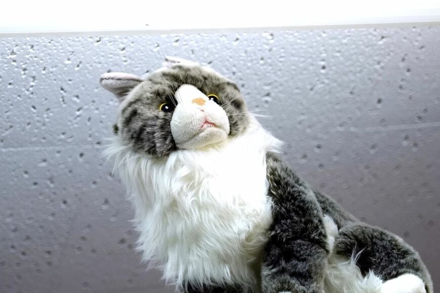 ネコアイ事務所にあるねこのぬいぐるみ（撮影：梅谷秀司）
