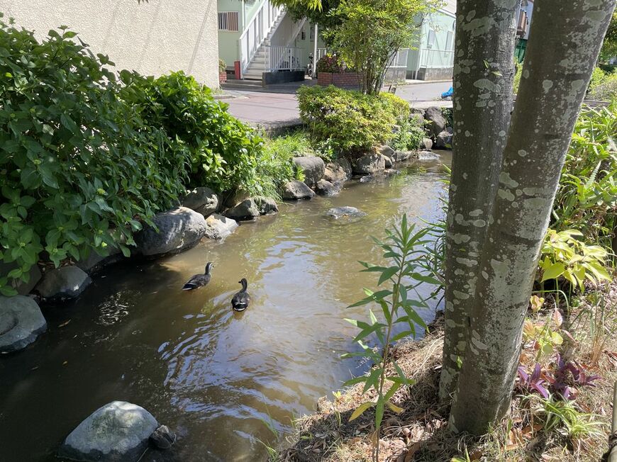 鴨が泳ぐ「一之江境川親水公園」の小川（写真：筆者撮影）
