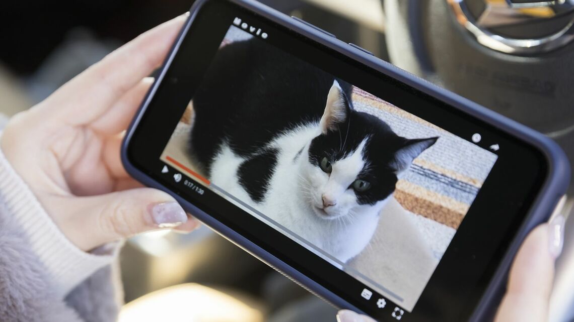 猫の動画をスマホで見る様子
