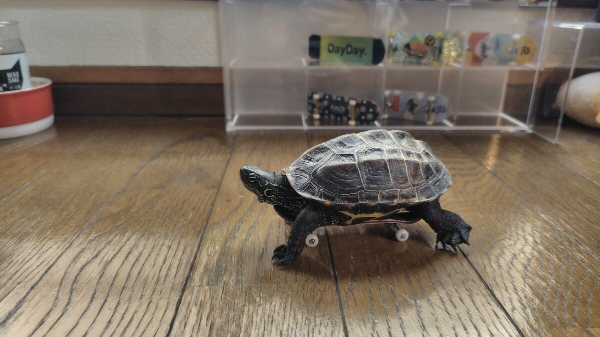 SNSでバズった｢スケボーに乗る亀｣と子猫の関係 | ワンでもニャンでもない家族 | 東洋経済オンライン