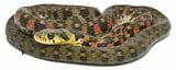 岩手県のヤマカガシの一例
