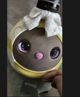 鈴木さんを見つめるあんこちゃん（写真：筆者撮影）