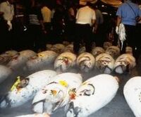 強まるマグロ包囲網、絶滅危惧種に指定も、欧州では不買運動も拡大中