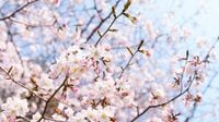 日本人はなぜ｢桜｣をこんなにも愛するのか ｢散り際｣に美を感じるのは本来ではない？