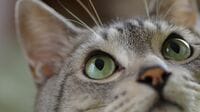 ある種の動物が持つ｢第三の目｣のスゴすぎる能力