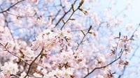 日本人はなぜ｢桜｣をこんなにも愛するのか