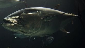 Pacific Bluefin Tuna to Be Listed on the "Red List" 
