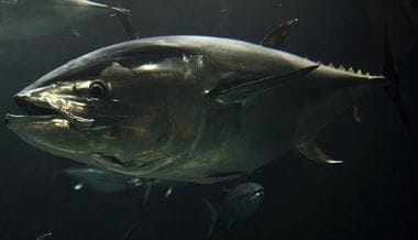Pacific Bluefin Tuna to Be Listed on the 