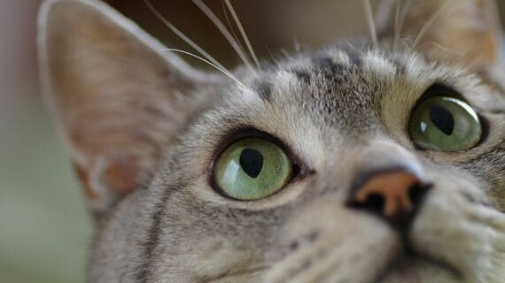 猫の目