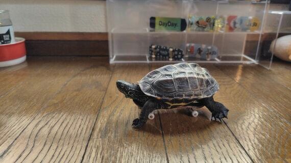 スケボーに乗る亀、軍曹くん
