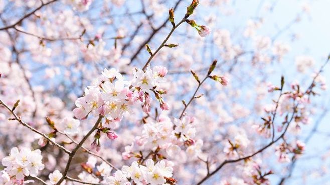 日本人はなぜ｢桜｣をこんなにも愛するのか