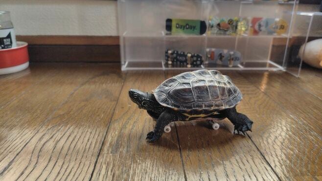 SNSでバズった｢スケボーに乗る亀｣と子猫の関係