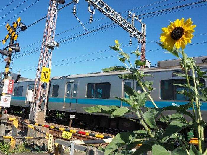 ヒマワリが咲く踏切を通過する電車