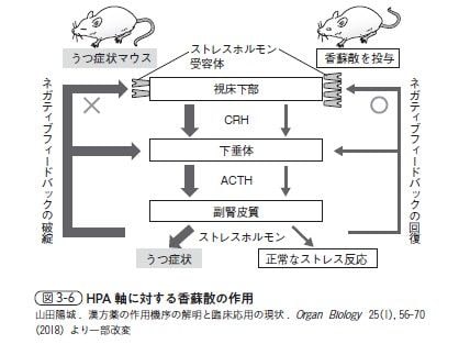 画像 | うつ症状に作用する漢方薬の科学的メカニズム マウスを使った実験で実証されつつある | 健康 | 東洋経済オンライン